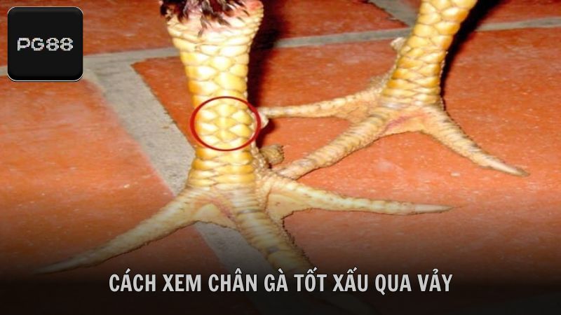 Hướng dẫn cách xem chân gà tốt hay xấu qua vảy