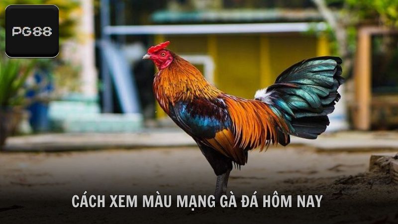 Hướng dẫn cách xem màu mạng gà đá chuẩn xác từ cao thủ PG88