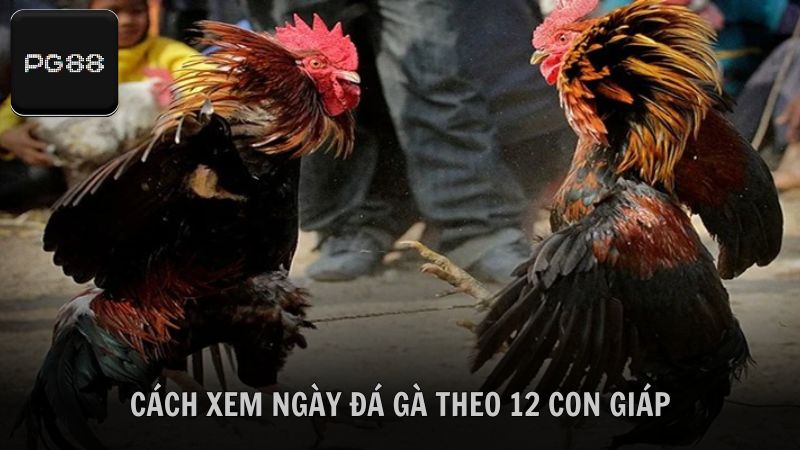 Tổng hợp cách xem ngày đá gà theo 12 con giáp cho kê thủ