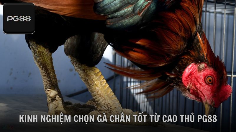 Một số kinh nghiệm chọn gà chân tốt từ cao thủ PG88
