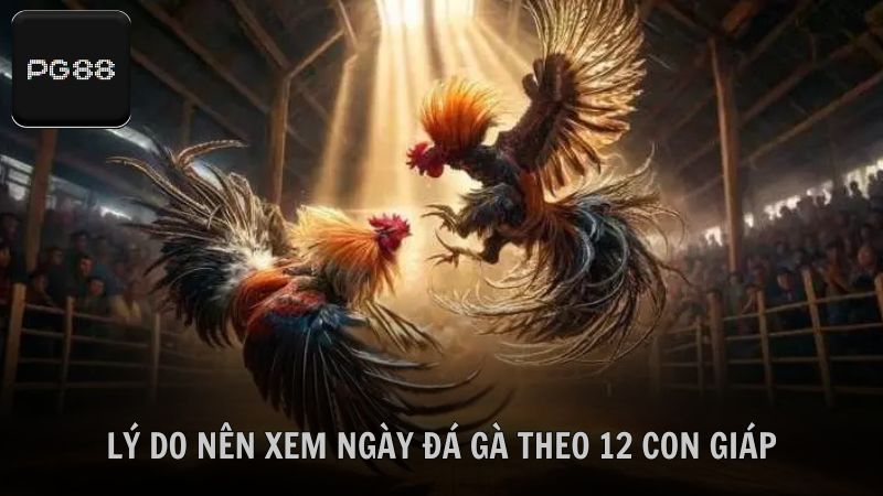 Tìm hiểu vì sao kê thủ nên xem ngày đá gà theo 12 con giáp