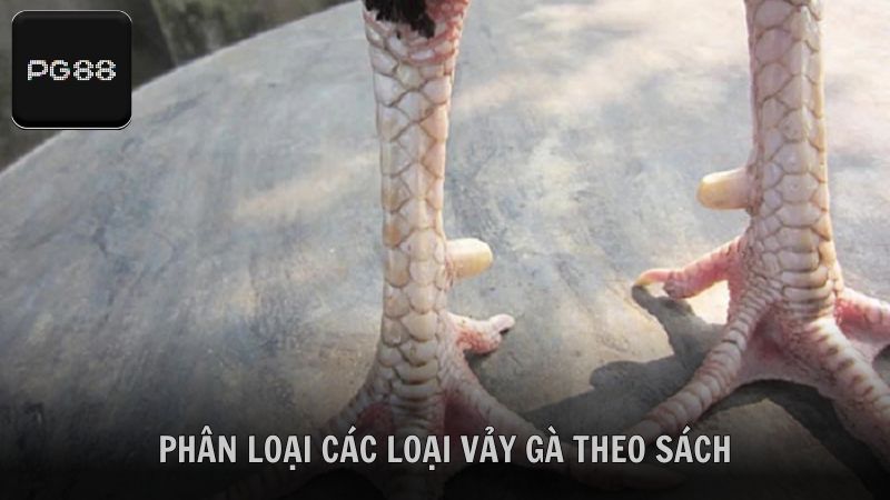 Tìm hiểu phân loại các loại vảy gà theo sách