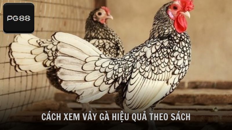 Tìm hiểu cách xem vảy gà hiệu quả theo sách