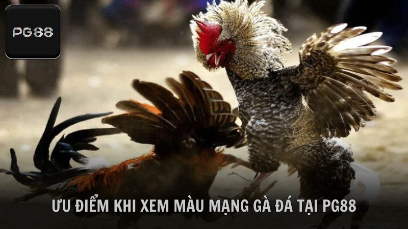 Một số ưu điểm khi xem màu mạng gà đá tại PG88
