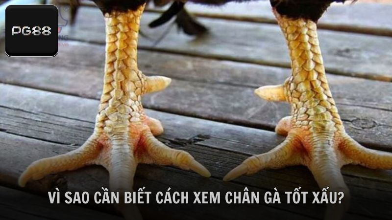 Tìm hiểu lý do cần biết cách xem chân gà tốt xấu