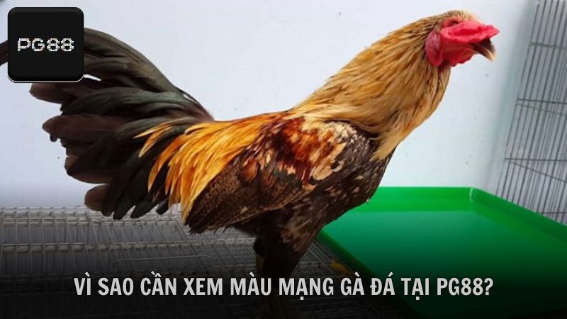 Lý do kê thủ cần xem màu mạng gà đá hôm nay tại PG88