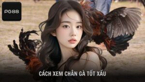 Cách xem chân gà tốt xấu để chọn thần kê tốt tại PG88