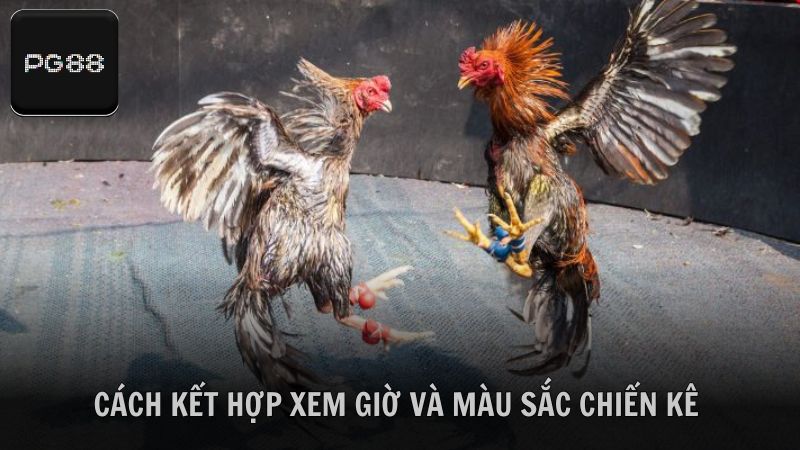 Hướng dẫn cách kết hợp xem giờ và màu sắc chiến kê theo tuổi