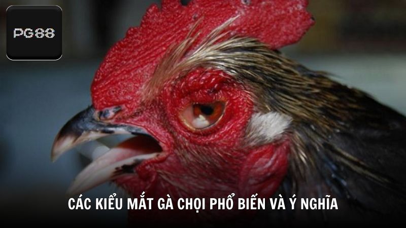 Các kiểu mắt gà chọi phổ biến và ý nghĩa