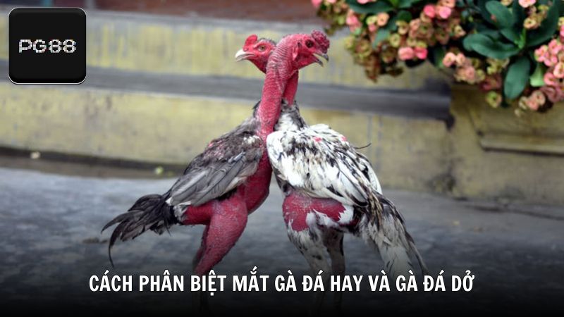 Cách phân biệt mắt gà đá hay và gà đá dở