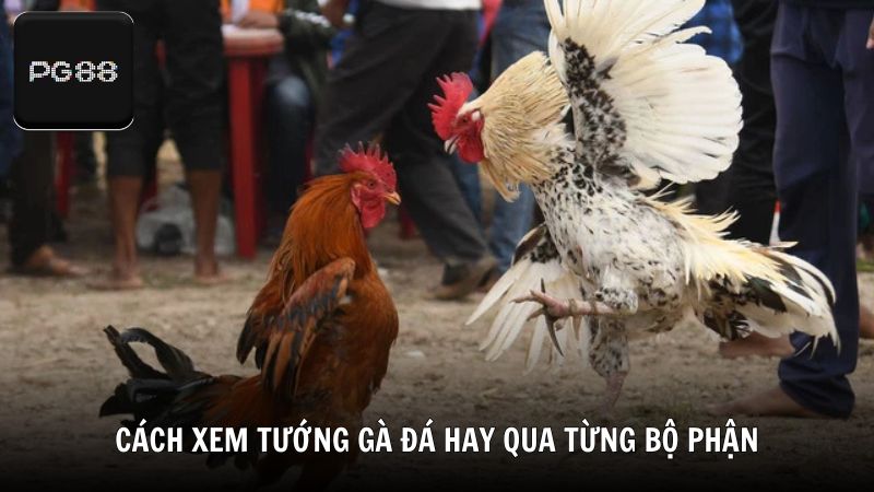 Cách xem tướng gà đá hay qua từng bộ phận