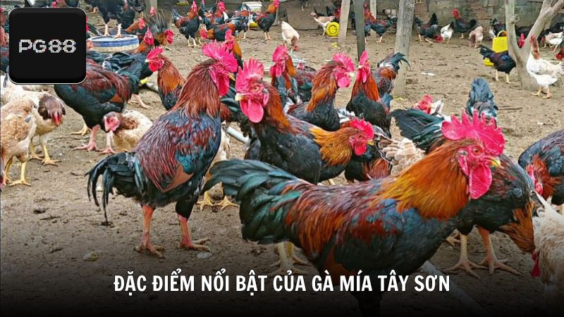 Đặc điểm nổi bật của gà mía Tây Sơn