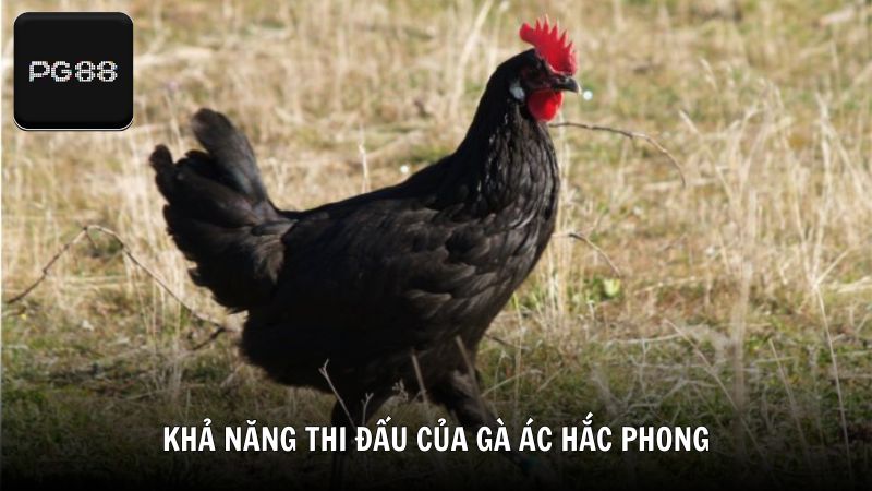 Khả năng thi đấu của gà ác Hắc Phong