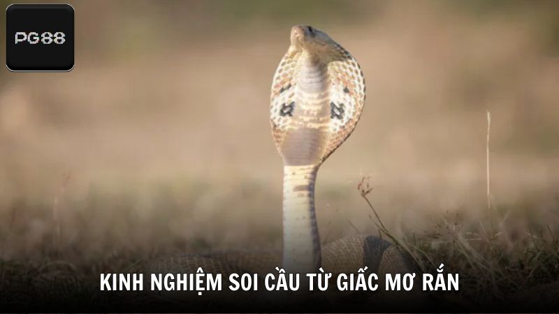 Kinh nghiệm soi cầu từ giấc mơ rắn