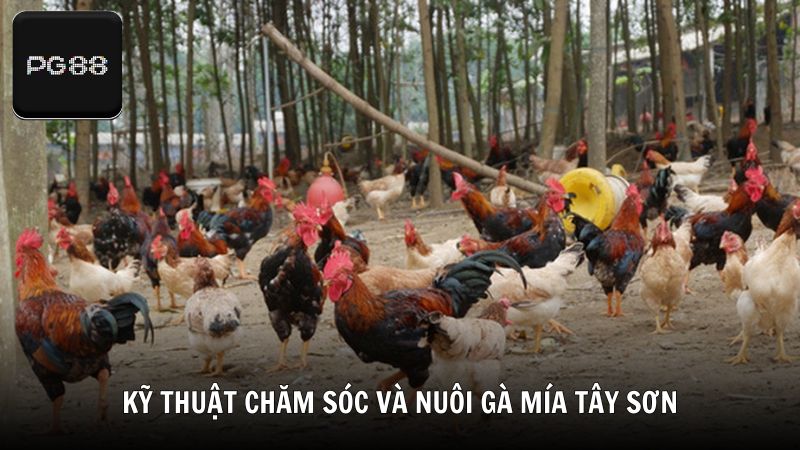 Kỹ thuật chăm sóc và nuôi gà mía Tây Sơn