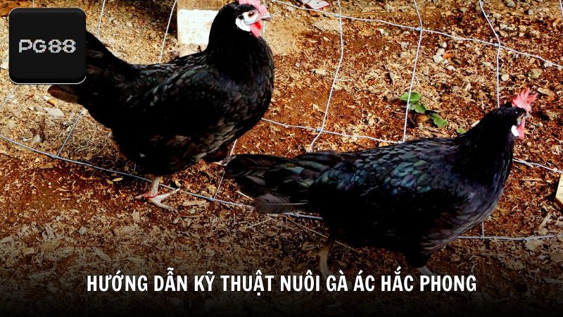 Hướng dẫn kỹ thuật nuôi gà ác Hắc Phong từ chuyên gia PG88