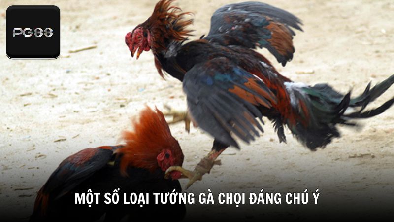 Một số loại tướng gà chọi đáng chú ý