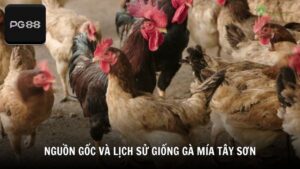 Nguồn gốc và lịch sử giống gà mía Tây Sơn