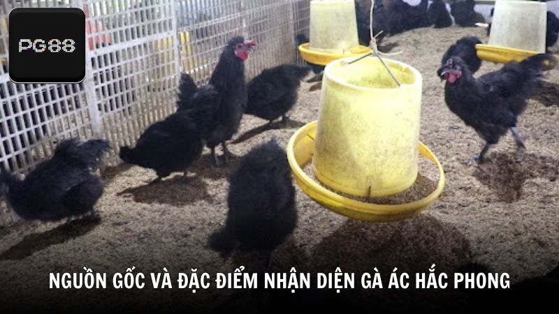 Nguồn gốc và đặc điểm nhận diện gà ác Hắc Phong