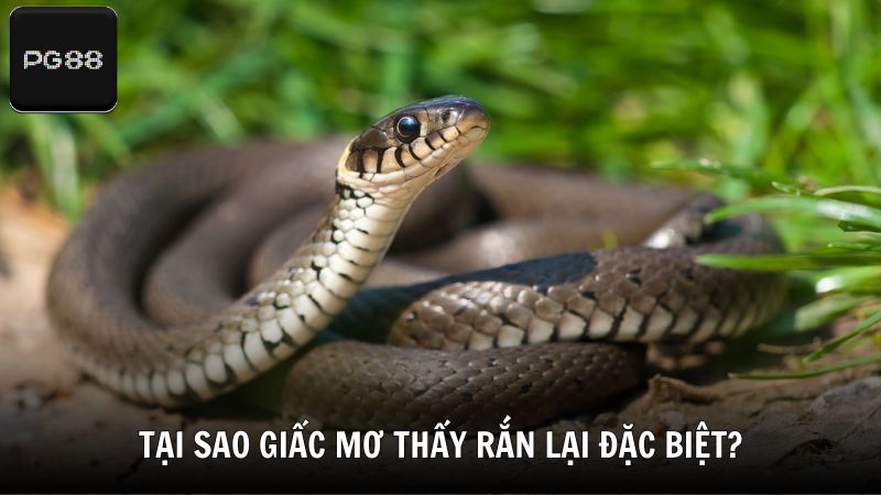 Tại sao giấc mơ thấy rắn lại đặc biệt?