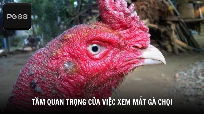 Tầm quan trọng của việc xem mắt gà chọi