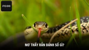 Mơ thấy rắn đánh số gì theo từng hoàn cảnh