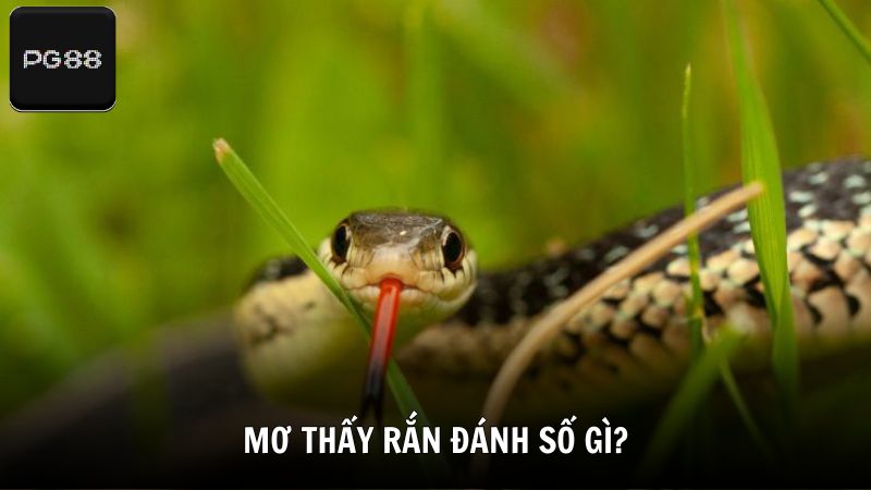 Mơ thấy rắn đánh số gì theo từng hoàn cảnh