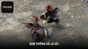 Xem tướng gà là gì?